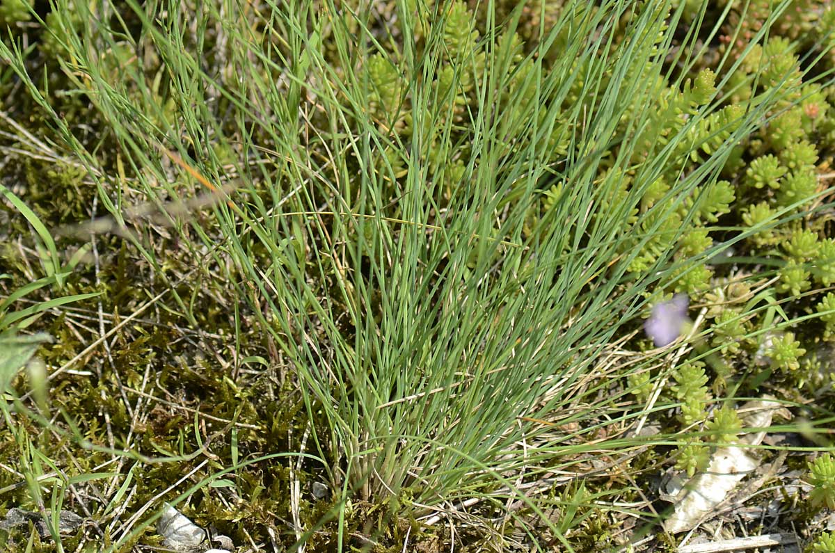 Petrorhagia saxifraga / Garofanina spaccasassi